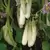 Eggplant, Gretel White - 100 Seed Count