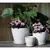 Verandah 6"x5.5" Lily Wsp