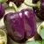 Peppers, Purple Beauty - 10,000 Seed Count