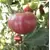 Tomato, Oxheart Red - 10,000 Seed Count