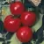 Tomato, Arkansas Traveler - 5,000 Seed Count