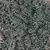 Salad Burnet 1/2 oz