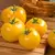 Tomato, Lemon Boy Untreated - 5,000 Sd Ct