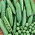 Peas, Thomas Laxton Treated - 50lb