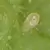 Bioline Starskii 1K Mini Sachets 125,000 Amblyseius swirskii ( Thrips Whitefly )