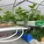 TAPKIT 35'x168' Cucumber Hydroponic System 7,000 Planting Holes