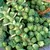 Brussel Sprouts, Long Island - 10,000 Seed Count