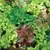 Lettuce, Mesclun Mix 1,000 Seed Count