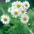 Chamomile, German 1/2 oz