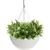 Algreen 14" Acerra Hanging Basket White