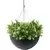 Algreen 14" Acerra Hanging Basket Black