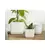 Palm Spring 4.5"x4" Cube with As Mwh