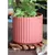 Palm Spring 5.5" Brush Comb Hbs Planter