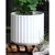 Palm Spring 6.5" Brush Comb Mwh Planter