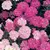 CANDYTUFT, DWARF FAIRY MIXED 1/4 OZ. EACH