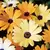 AFRICAN DAISY AURAN 1/2 OZ. EACH