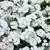 DIANTHUS, TELSTAR WHITE 1000/PKT