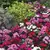 Dianthus Telstar Mix 100/Pkt