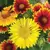 GAILLARDIA, MIXED 1/2 OZ. EACH