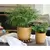 PHG 6.5"x5.5" Honeycomb Planter Mustard