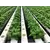 TAPKIT 30'x90' Retrofit Hydroponic System - 9,568 Planting Holes