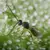 Aphidius colemani + ervi , 500 wasps per bottle ( Aphids )