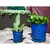 Verandah 6" F Blue Waikiki Orchid Pot