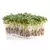 Microgreens, Upland Cress - 3.5 Gram