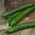 CUCUMBER, BURPLESS