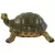 MCarr Turtle Medium
