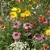 Honey Bee Flower Mix