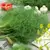 Dill, Dukat 1/2 oz