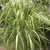 Lemon Grass 1/4 oz
