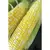 CORN, HONEY-N-PEARL - 1/2