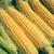 CORN, ILLINI XTRA SWEET - 1 LB EACH