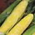 CORN, DELECTABLE 1 LB EACH