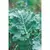 Kale, Premier - 1lb