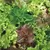 LETTUCE, MESCLUN SALAD MX 1/2