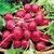 RADISH, EARLY SCAR. GLOBE 1 LB EACH