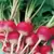 Radish, Sparkler White Tip - 1/2oz