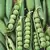 PEAS, EARLY FROSTY 50