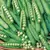 Peas, Knight Treated - 50lb