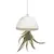 APM Air Plant Jellyfish White/Gold