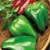 Peppers, Big Bertha Hybrid 1,000 Seed