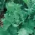 Broccoli, Raab Spring - 1/2oz