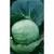 CABBAGE, DANISH BALHEAD 1/2 OZ EACH