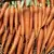 Carrot, Tendersweet - 1/2oz