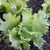 LETTUCE, ITHACA 1/2 LB. EACH