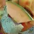 Cantaloupe , Rocky Ford Green Flesh - 1/2lb
