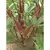 Okra, Burgundy - 1lb